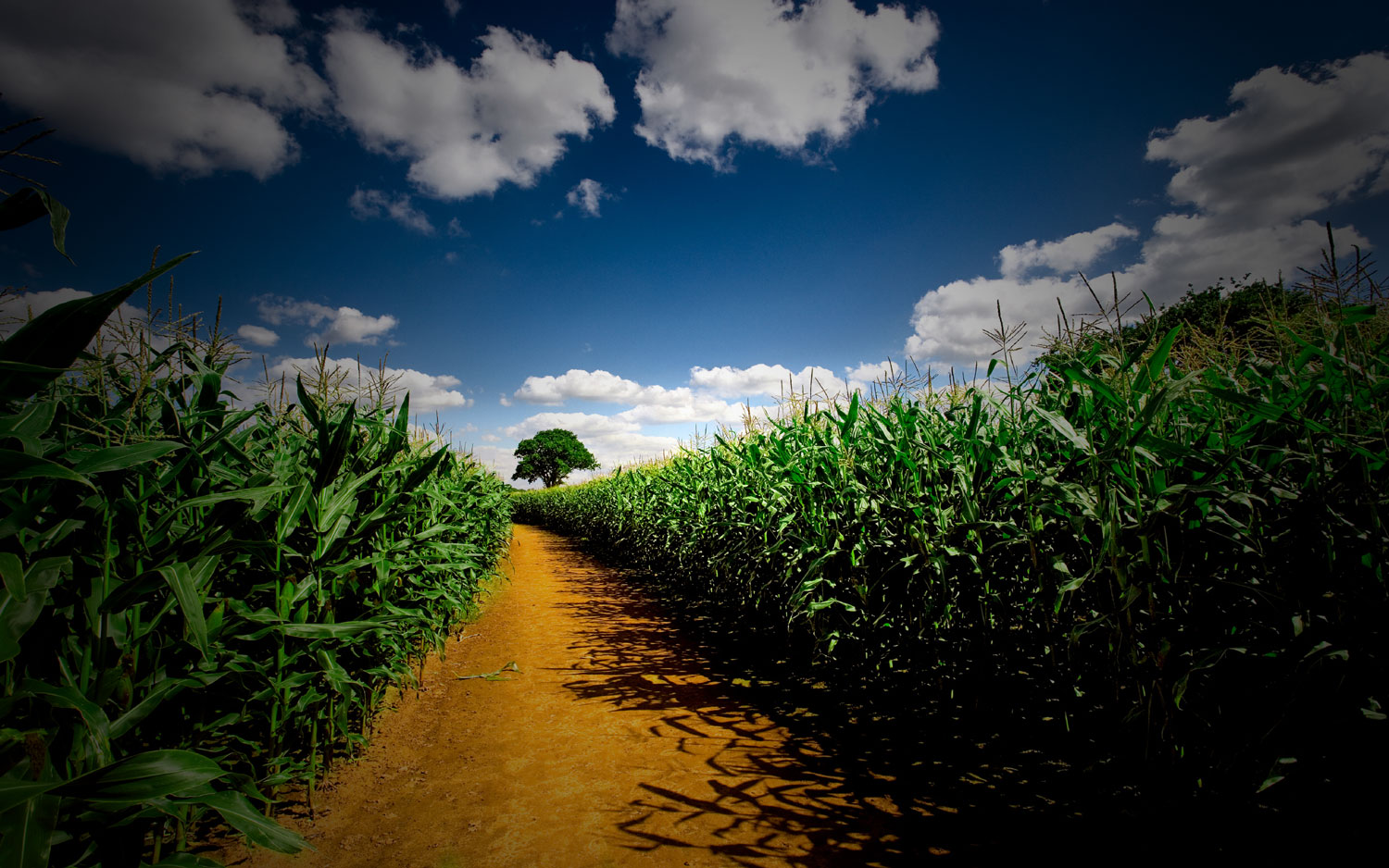 field_corn_21